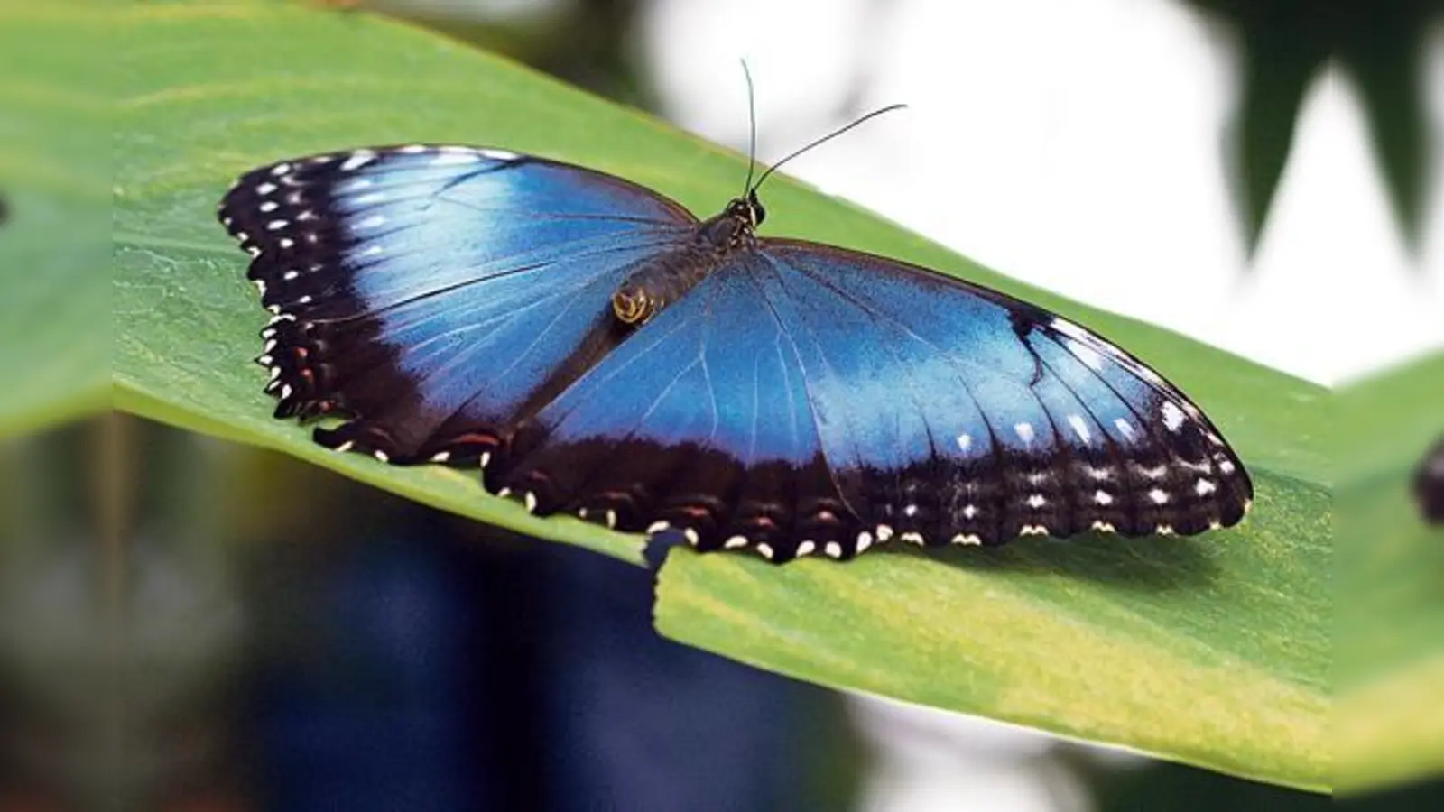 Ein Publikumsliebling ist der Himmelsfalter (Morpho peleides), der aus Mittelamerika stammt.	 	 (Foto: Rita Verma, Botanischer Garten München-Nymphenburg)