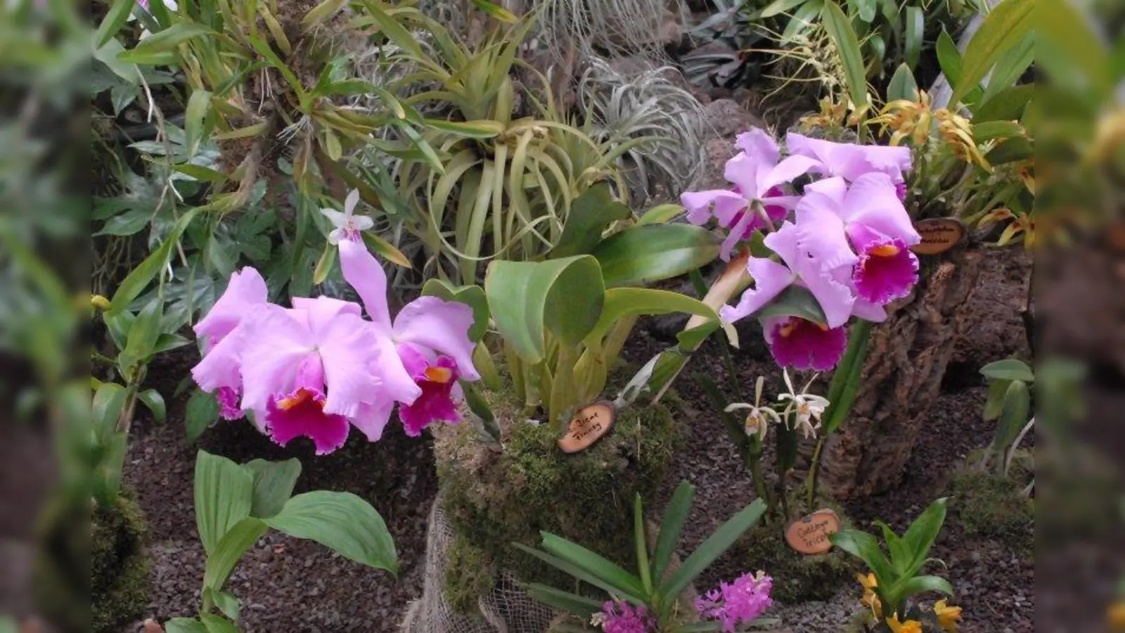 Beliebte Zimmerpflanzen sind die prachtvollen Cattleyen, die man selbstverständlich auch in der Orchideenausstellung zu sehen bekommt. (Foto: E. Bayer/ Bot. Garten)