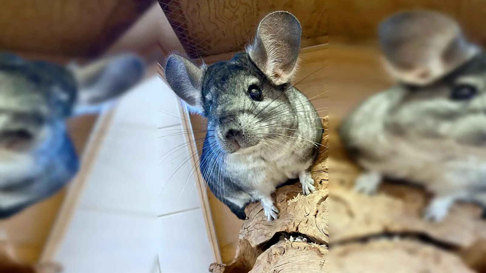 Chinchilla-Männchen Buzz. (Foto: Tierheim Riem)