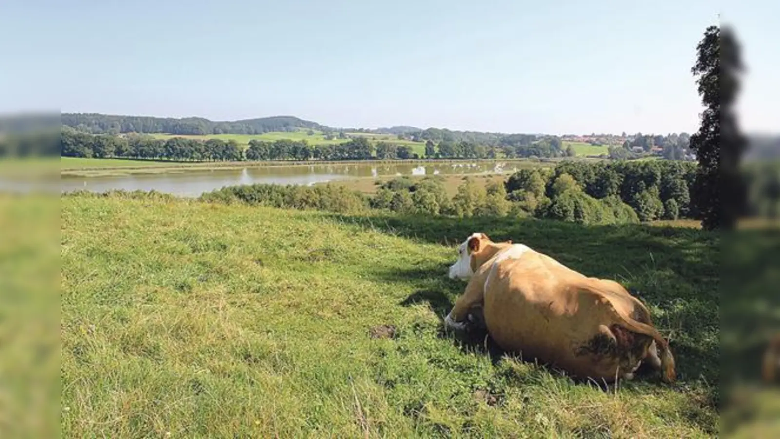 Badeweiher im Landkreis Ebersberg sind die wahren Hotspots des Sommers (Foto: red)