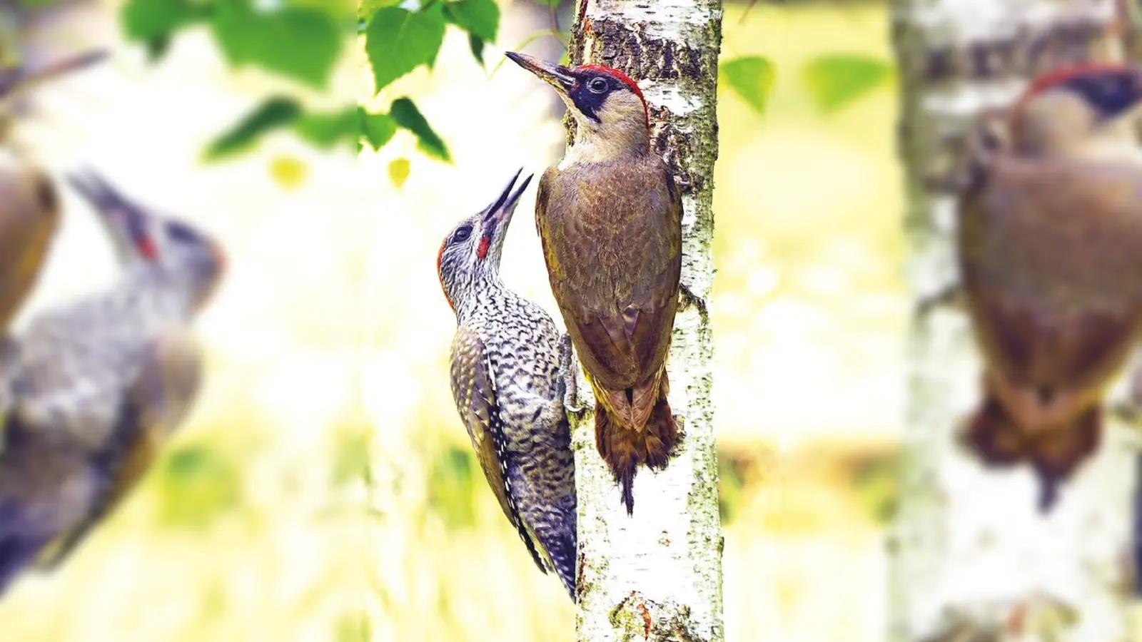 Das Grünspechtpärchen zieht den Nachwuchs gemeinsam auf.  (Foto: Fressnapf/Ulrike Schanz)