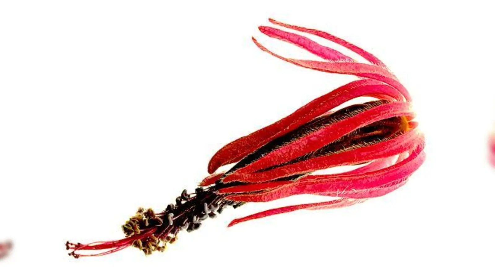 Panonia multiflora: Diese Pflanze hat der Fotograf Razeto auserkoren für die Werbung für seine Ausstellung.	 (Foto: VA)