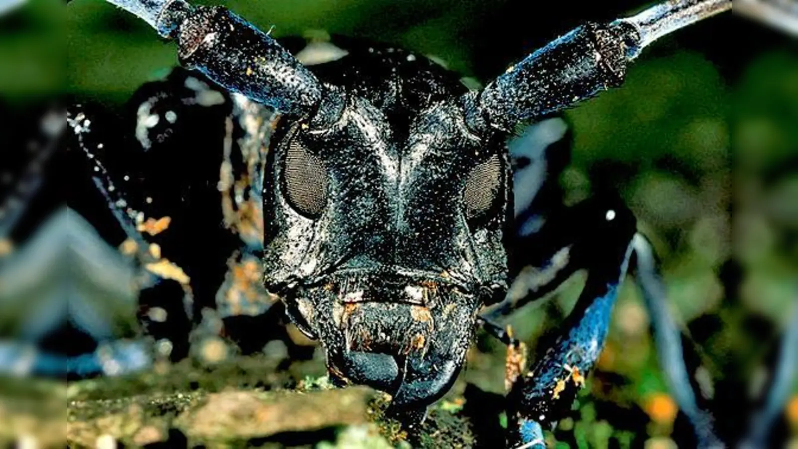 Im Herbst 2012 tauchte der Asiatische laubholzbockkäfer das erste Mal in Feldkirchen auf.	 (Foto: privat)