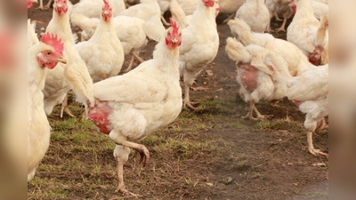 Leiden für das billige Ei: Bei der Protestkundgebung klärt der Tierschutzverein auch über die Massentierhaltung und ihre Folgen auf. (Foto: uschi dreiucker/pixelio.de)
