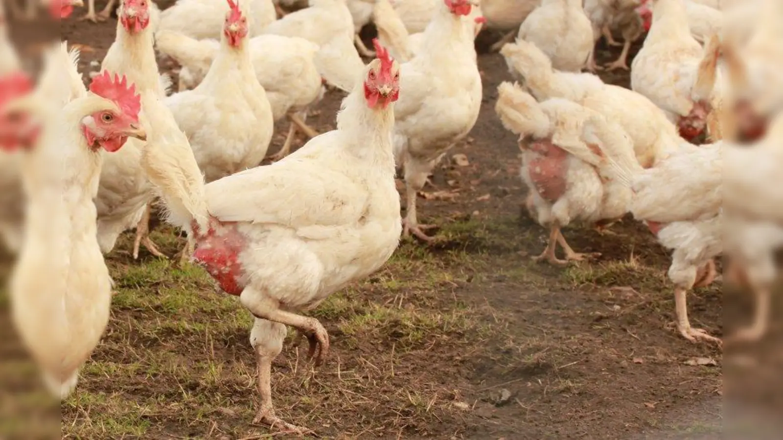 Leiden für das billige Ei: Bei der Protestkundgebung klärt der Tierschutzverein auch über die Massentierhaltung und ihre Folgen auf. (Foto: uschi dreiucker/pixelio.de)