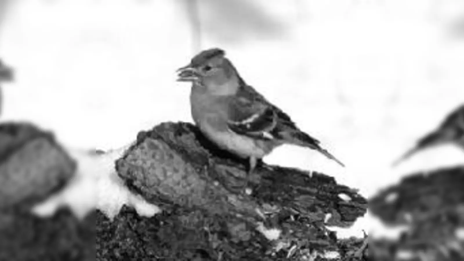Der Bergfink wirbt für die Aktion »Stunde der Wintervögel«.	 (Foto: Dr. Andreas Schulze)