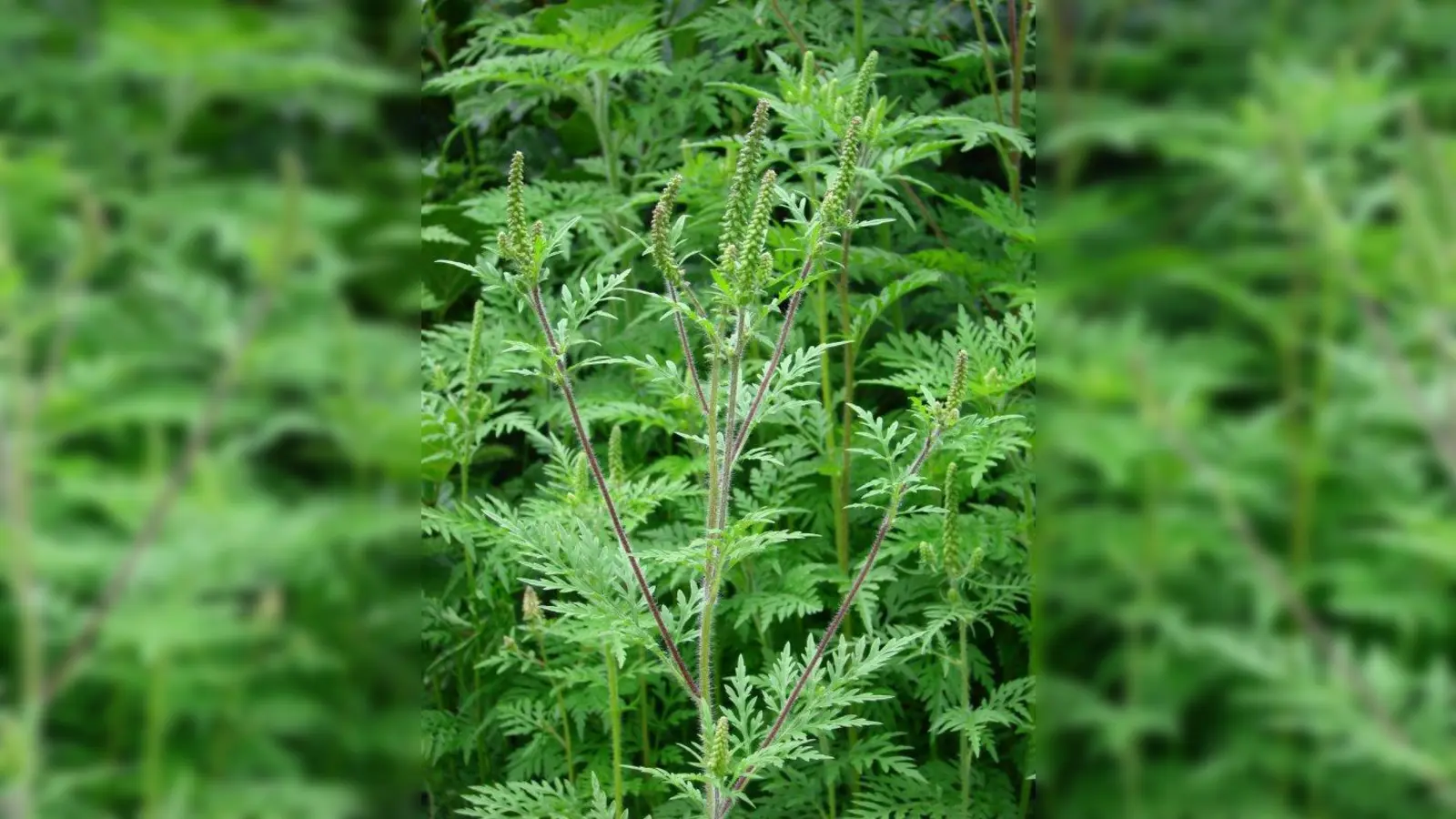 Diese Pflanze wurde Ende Juli an der Amper bei Esting entdeckt. (Foto: LRA FFB)