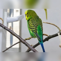 Posch (männl., grün-blau, Alter noch unbekannt), seit Sommer 2025 im TH, ist mit Hennelore zusammen. (Foto: Tierheim Riem)