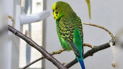 Posch (männl., grün-blau, Alter noch unbekannt), seit Sommer 2025 im TH, ist mit Hennelore zusammen. (Foto: Tierheim Riem)