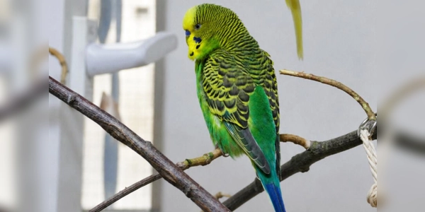 Posch (männl., grün-blau, Alter noch unbekannt), seit Sommer 2025 im TH, ist mit Hennelore zusammen. (Foto: Tierheim Riem)