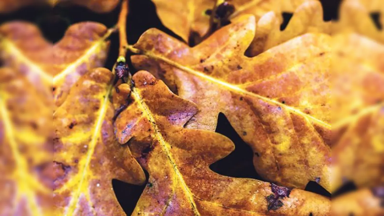 Betroffen von den Baumpflegearbeiten sind insbesondere Eichen (unser Bild zeigt deren Laub) und Eschen.	 (Foto: CC0)