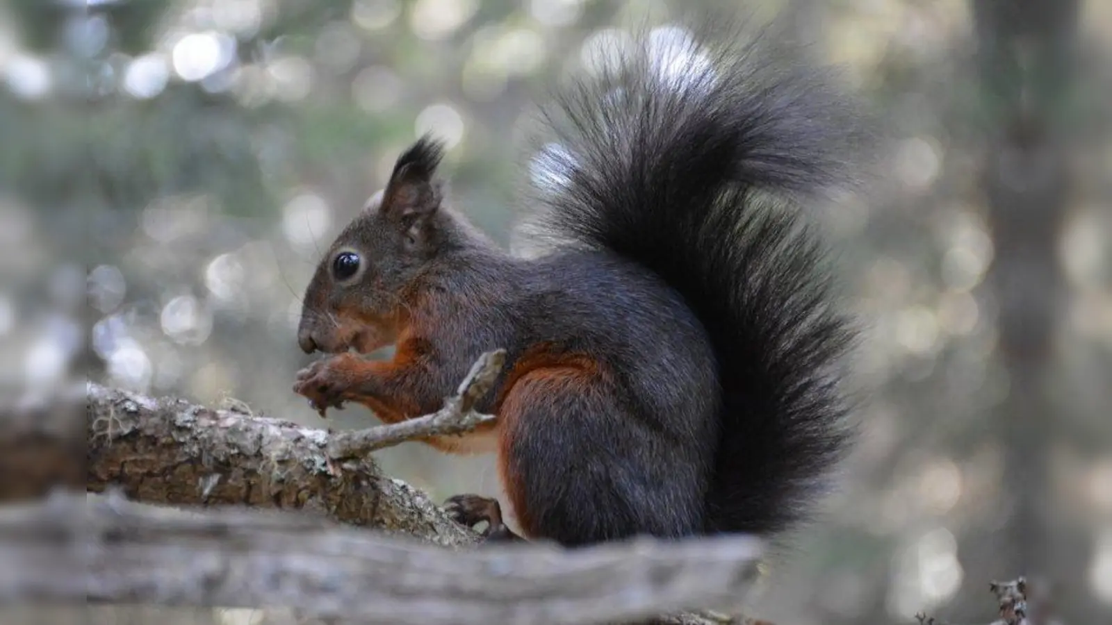Solange der Boden nicht gefroren ist, kommen Eichhörnchen dank ihrer vielen Vorräte gut durch den Winter. Doch bei langem, strengem Frost wird es kritisch. (Foto: Deborah Weber/ pixelio.de)