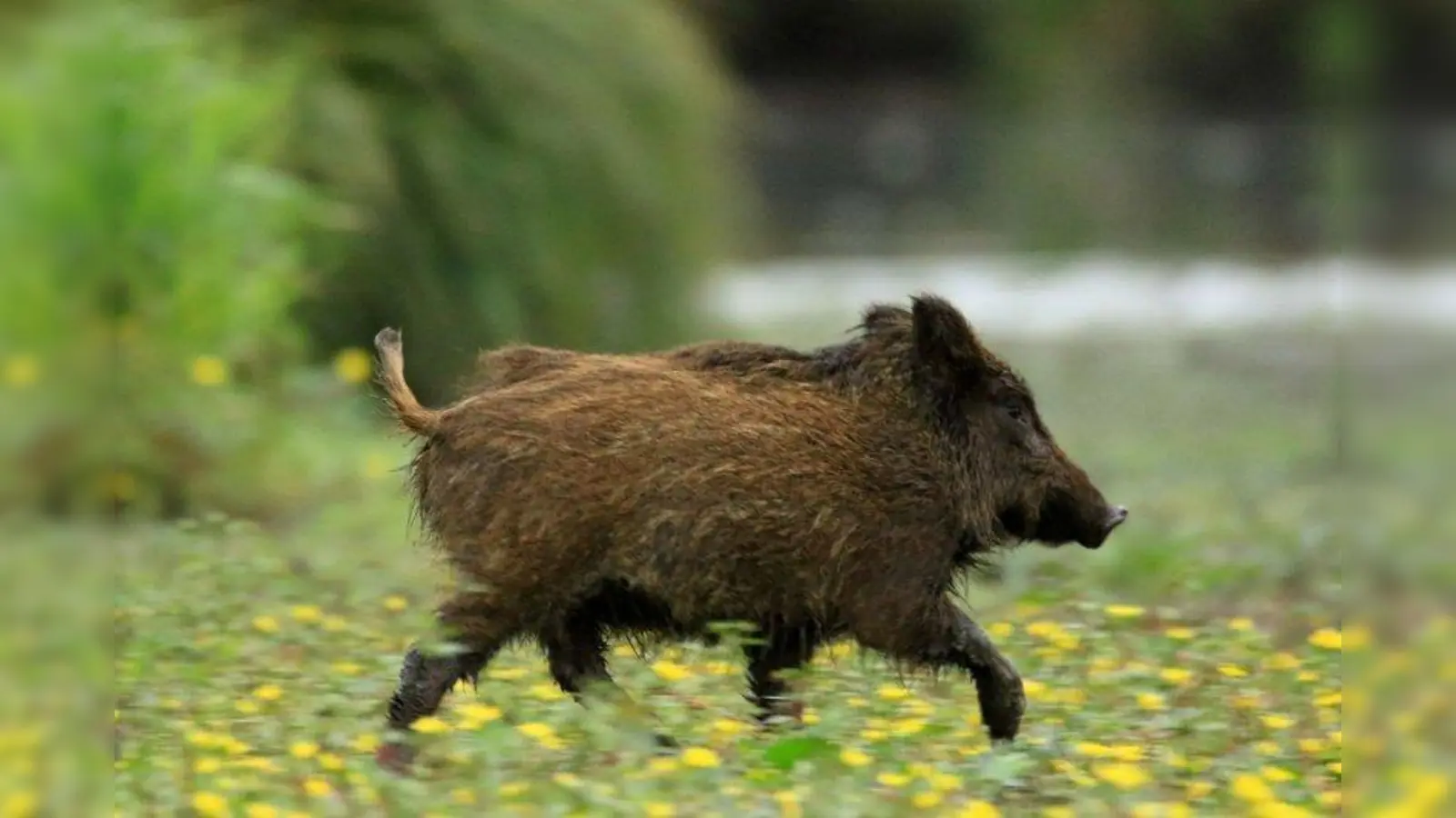 Heißt es jetzt für die Sau „Pürzel stellen und auf und davon”? (Foto: Wähler)
