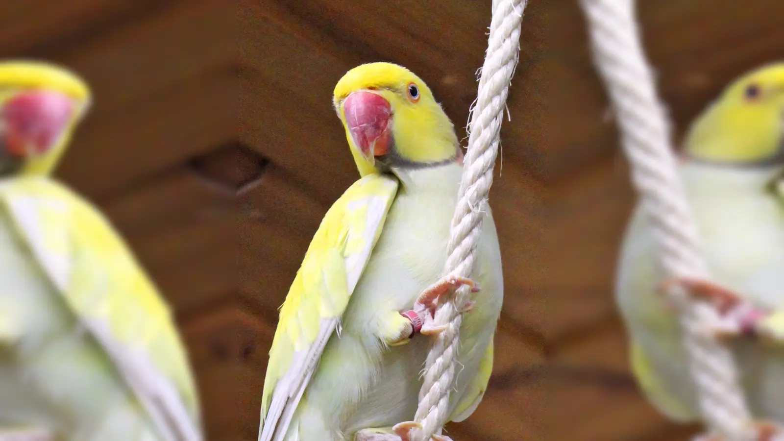 Halsbandsittich Borb. (Foto: Tierheim Riem)