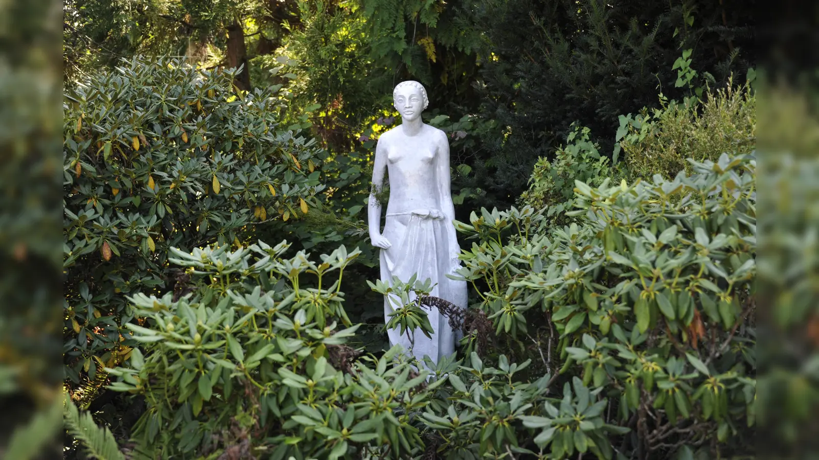 Viele Arten der Gattung Rhododendron sind immergrün. Zu sehen ist die „Weiße Frau“ der Nymphenburger Porzellanmanufaktur im Rhododendronhain des Botanischen Gartens. (Foto: Franz Höck)