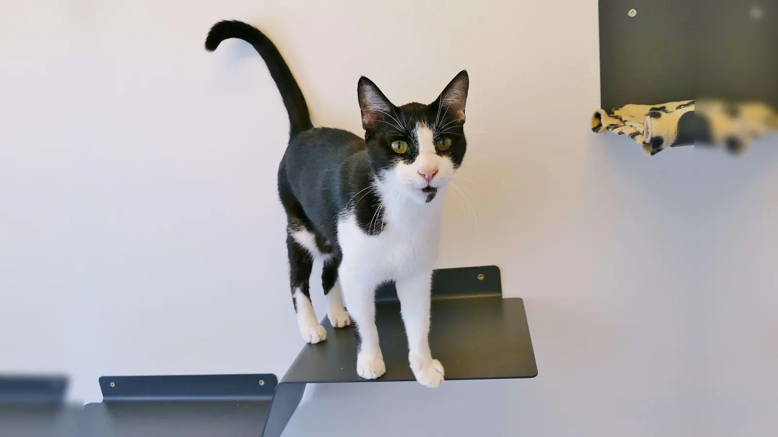 Unser Europäisch Kurzhaar-Kater Graf Vampi. (Foto: Tierheim Riem)