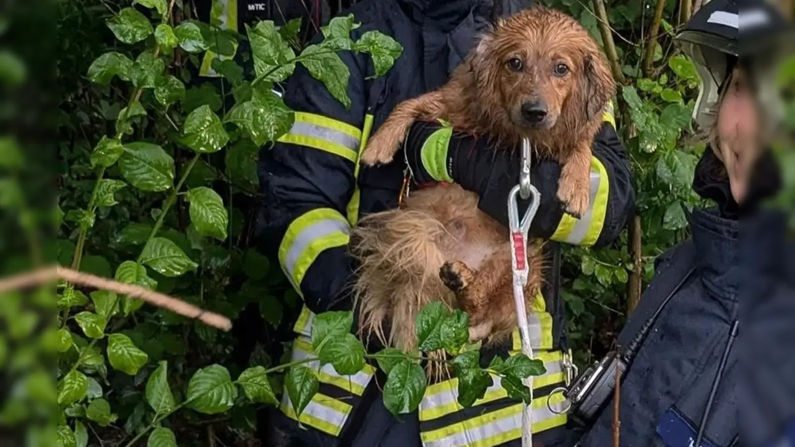 Den verängstigten Loki haben die Geisenbrunner Feuerwehrleute aus dem Dickicht neben der A 96 gerettet. (Foto: pst)