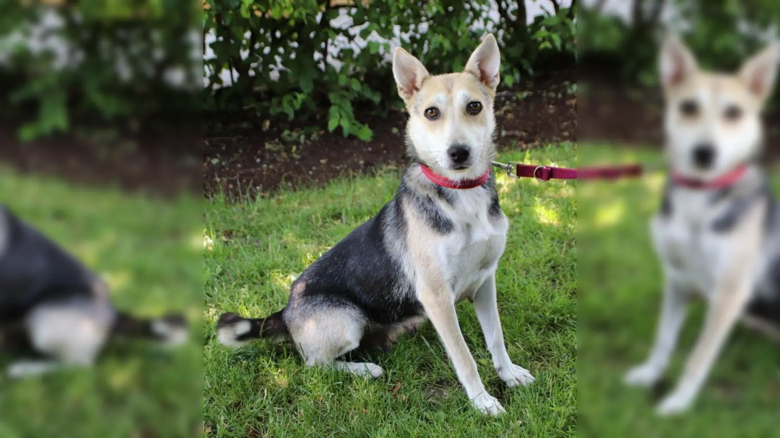 Sunny (Foto: Tierheim München)