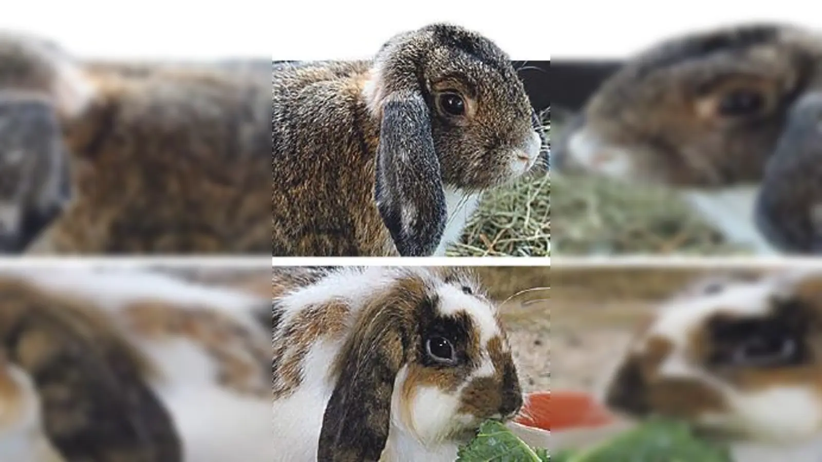 Ace und Betzy suchen ein neues Zuhause. (Foto: Tierheim Riem)