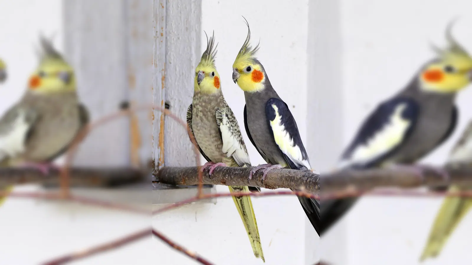 Nymphensittiche Feuerwehr &amp; Feuerlöscher. (Foto: Tierheim Riem)