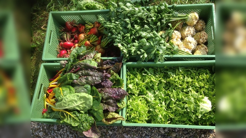 So geht Nachhaltigkeit: Frisches Gemüse aus den heimischen Feldern. (Foto: VA)