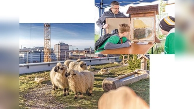 Fast 60 Meter über dem Niveau der Isar und nur 300 Meter vom Ostbahnhof entfernt grasen Schafe auf dem Dach. Die Tiere gehören, ebenso wie die Bienen (kleines Bild), zur neuen Almschule, die ein Stück Natur in die Stadt bringen sollen.	 (Fotos: OTEC)