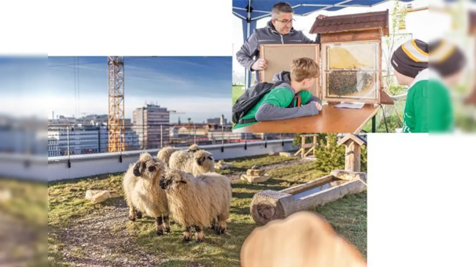 Fast 60 Meter über dem Niveau der Isar und nur 300 Meter vom Ostbahnhof entfernt grasen Schafe auf dem Dach. Die Tiere gehören, ebenso wie die Bienen (kleines Bild), zur neuen Almschule, die ein Stück Natur in die Stadt bringen sollen.	 (Fotos: OTEC)