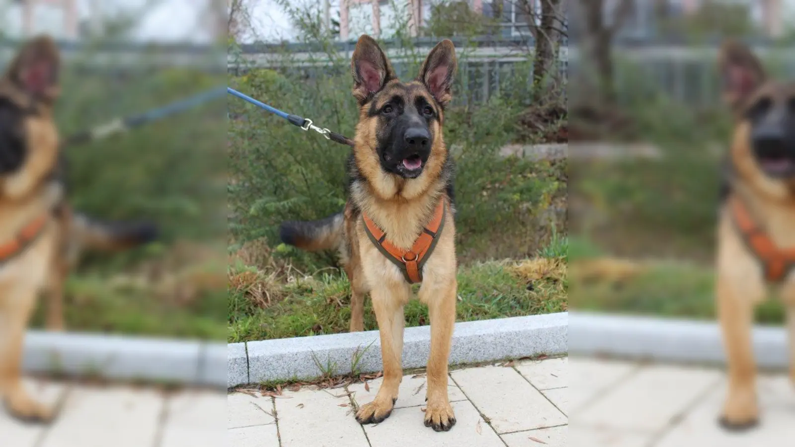 Reks (Foto: Tierheim München)