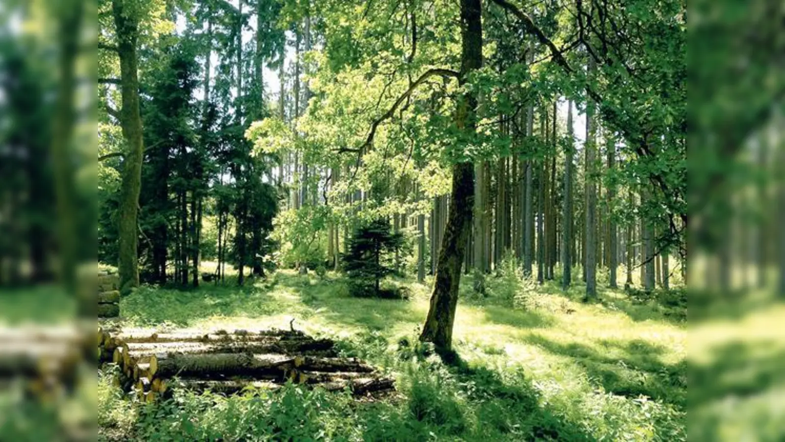 Die Naturschutzvereinigungen aus dem Landkreis Ebersberg setzen sich für den Erhalt des Landschaftsschutzgebietes Erbersberger Forst ein. 	 (Foto: Initiative)
