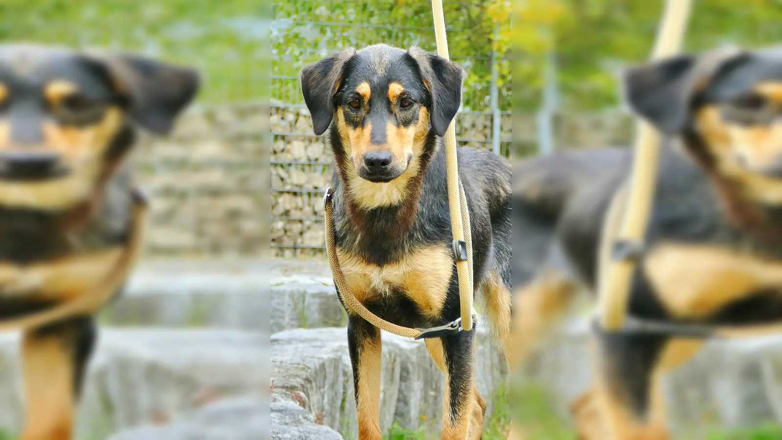 Mischlingsdame Bella. (Foto: Tierheim Riem)