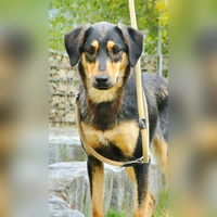 Mischlingsdame Bella. (Foto: Tierheim Riem)