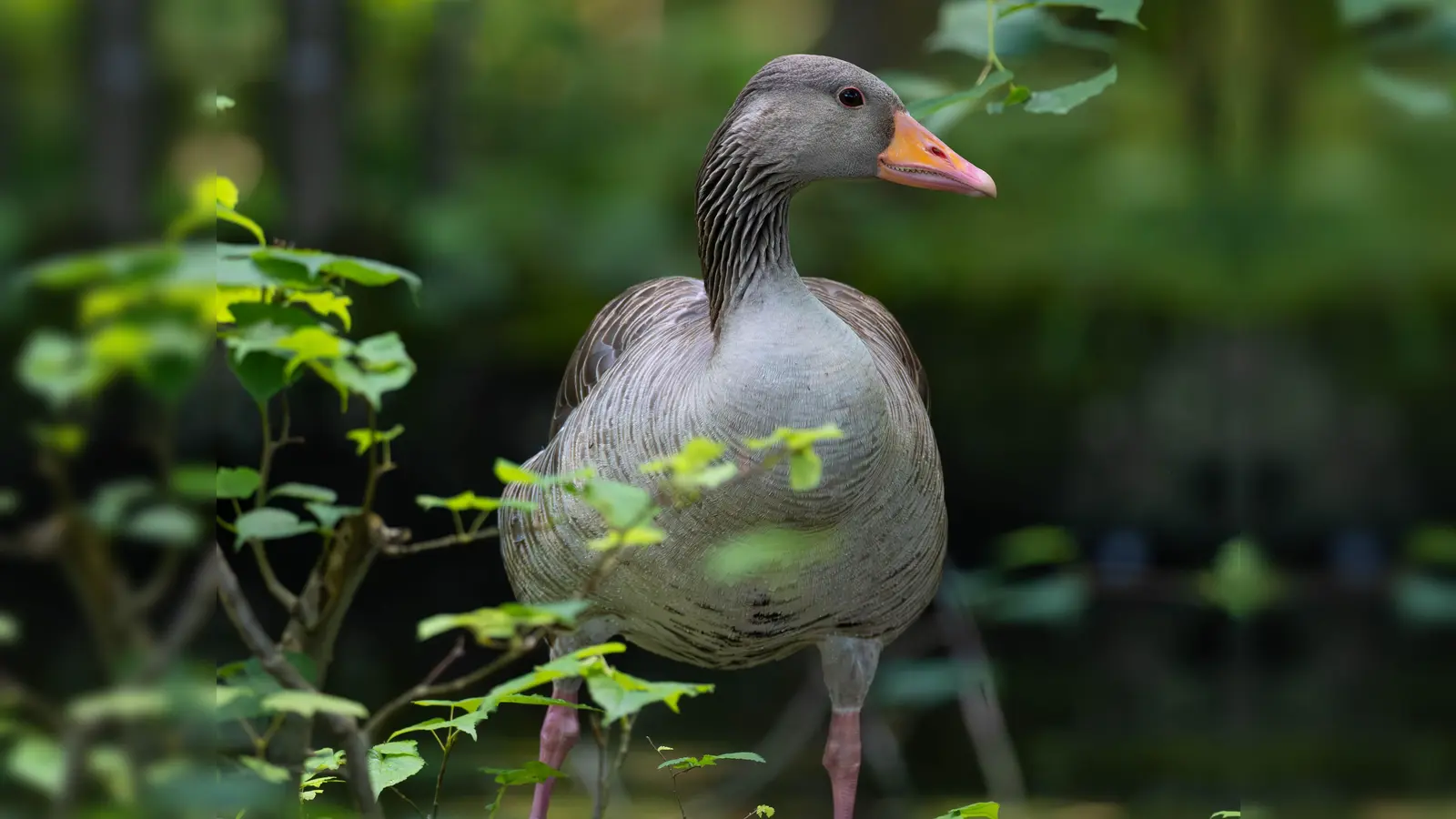 Liebt Badeseen und ist ein äußerst fürsorglicher Vogel: die Graugans. (Foto: Tierschutzverein München e.V.)
