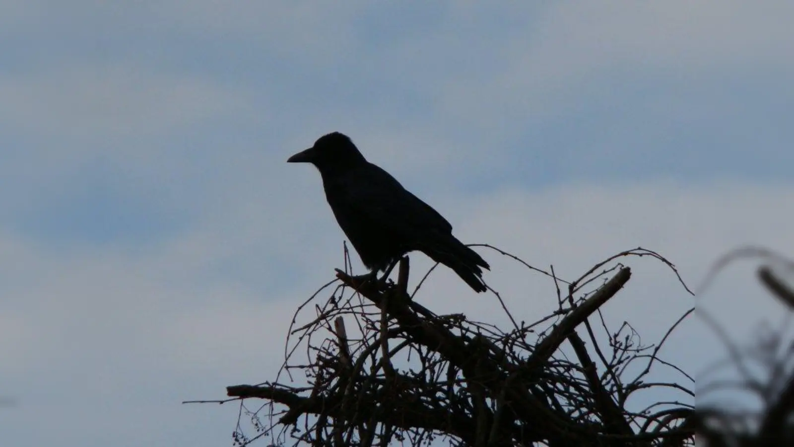 Krähenpopulationen haben sich zwischen der Kravogelstraße und der Fritz-Bauer-Straße angesiedelt. (Foto: pst)