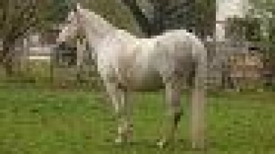 Der Reitstall mitten im Ort verleiht dem Areal Ubostraße seit vielen Jahren eine ländliche Idylle. Er soll auf alle Fälle bleiben. (Foto: pst)