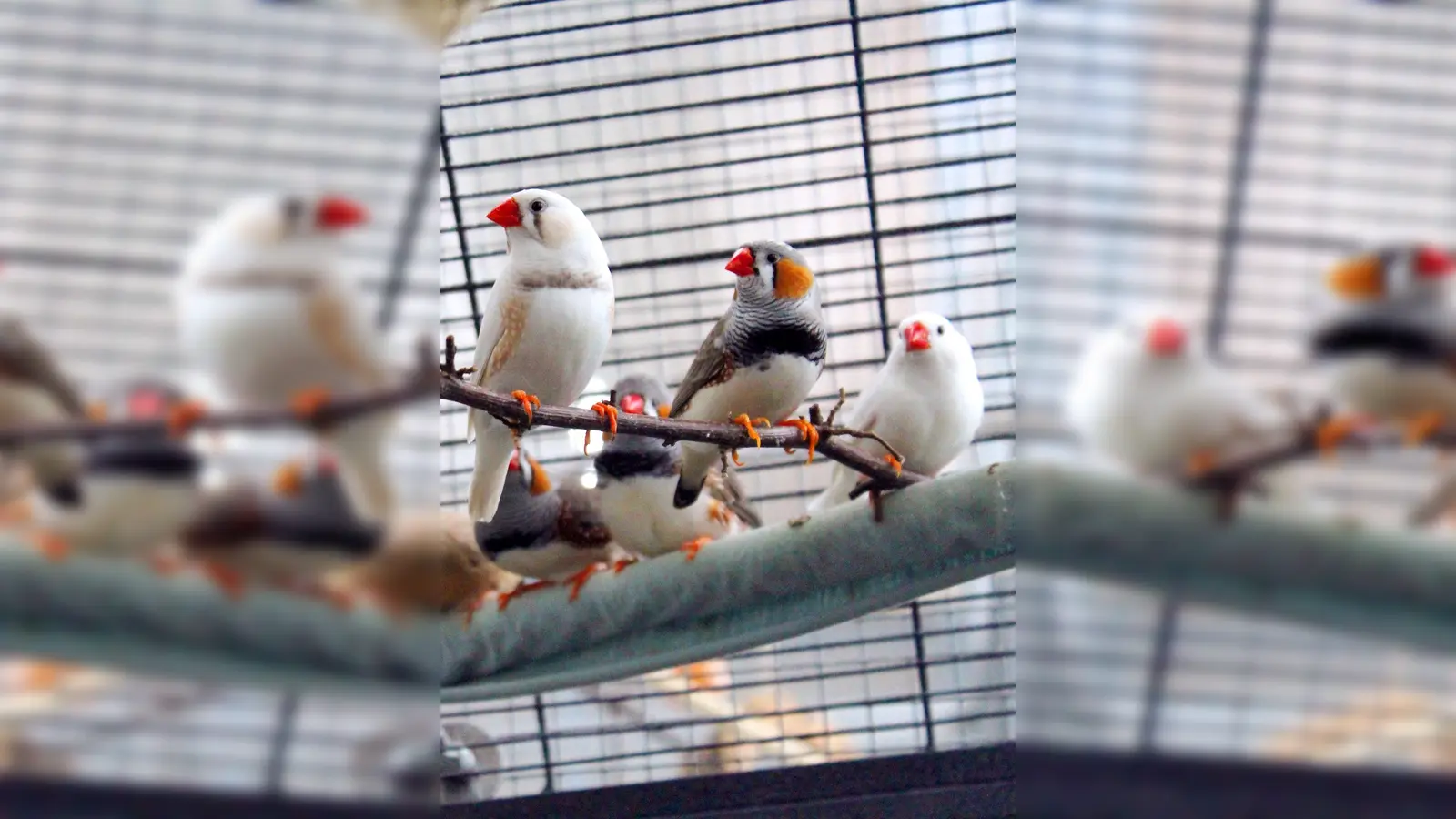 7 Zebrafinken suchen ein liebevolles neues Zuhause. (Foto: Tierheim Riem)