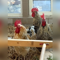 Micki, Apocalypso &amp; Drachenlord. (Foto: Tierheim Riem)