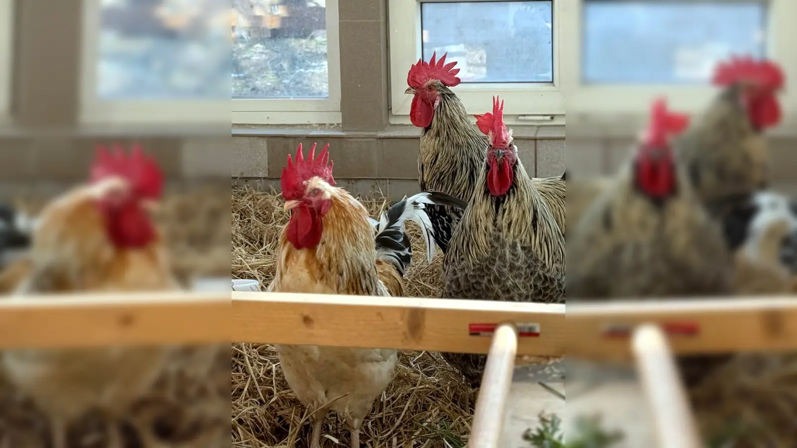 Micki, Apocalypso &amp; Drachenlord. (Foto: Tierheim Riem)