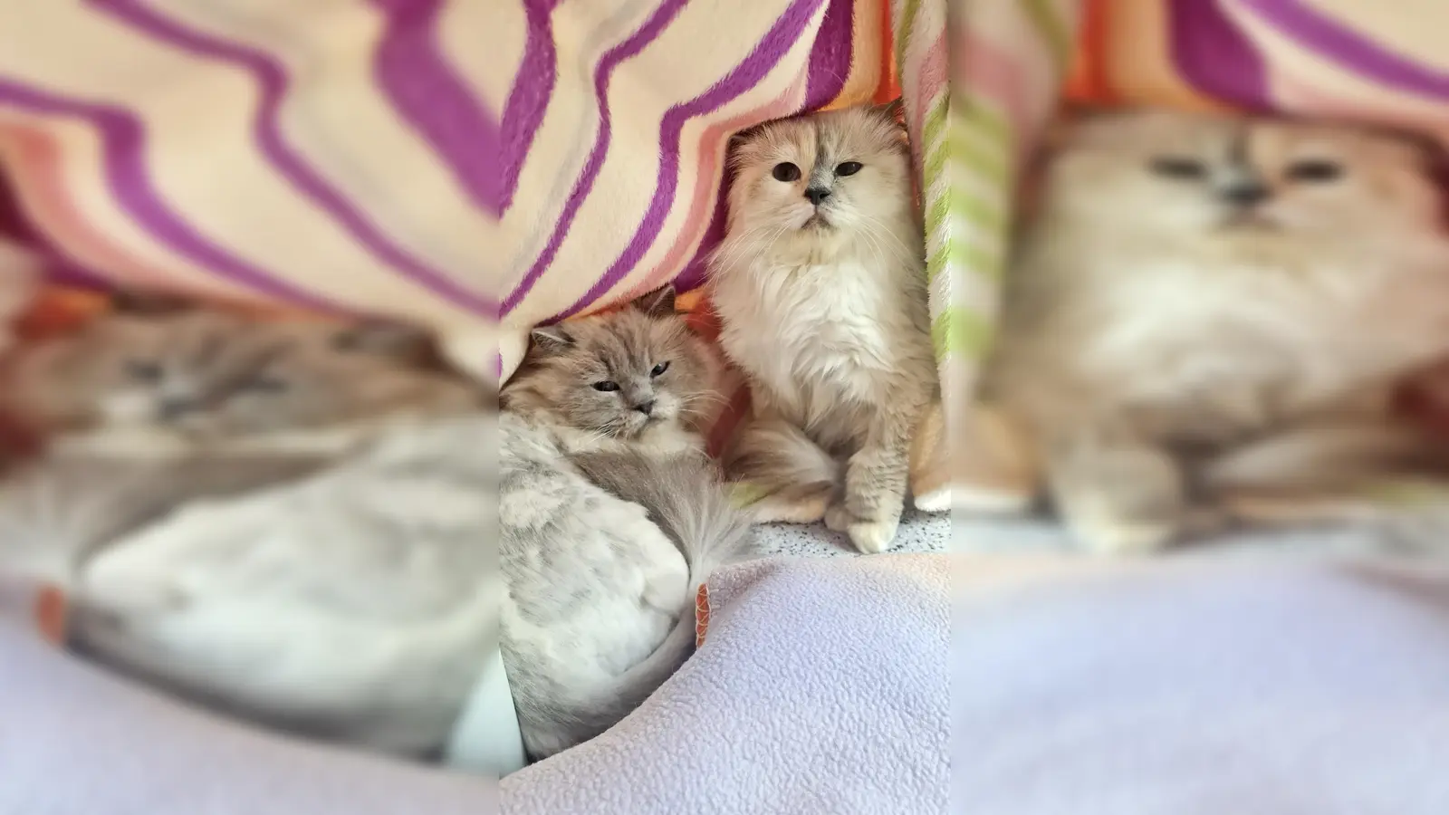 Fabienne und Beaufort. (Foto: Tierheim Riem)