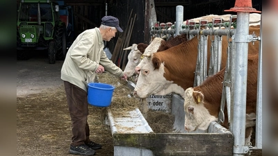 Die Kühe freuen sich über geschrotetes Getreide.  (Foto: pst)