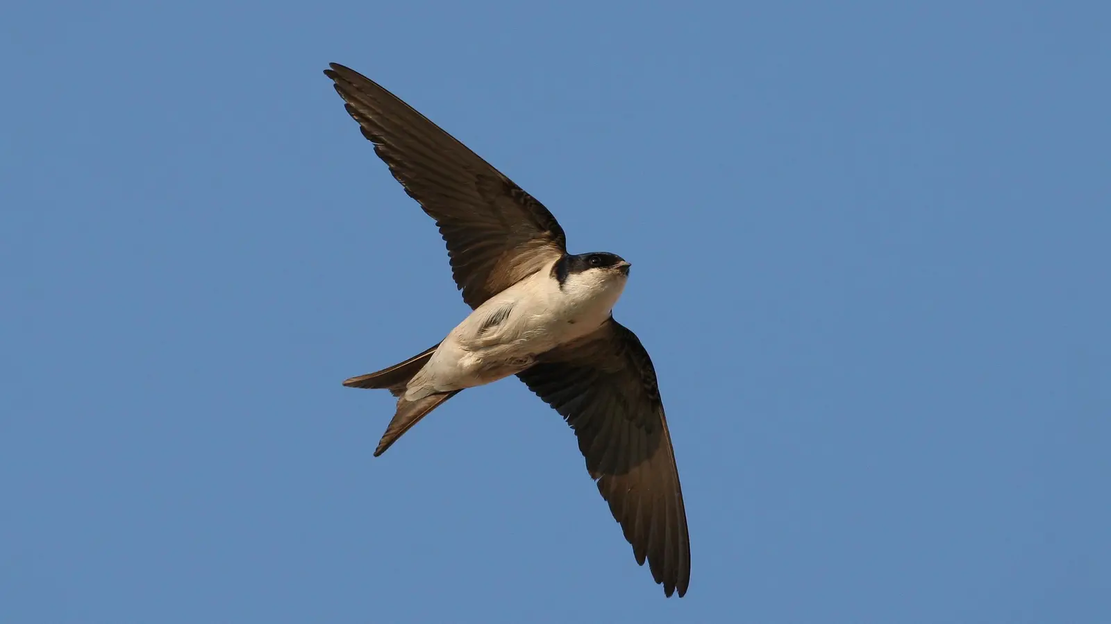 Eine Mehlschwalbe im Flug. (Foto: Zdenek Tunka)