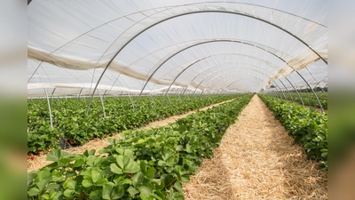 Verfrühungstunnel (auch Hochtunnel genannt) kommen immer häufiger zum Einsatz im Erdbeer-Anbau. (Foto: VSSE e.V./Christoph Göckel)