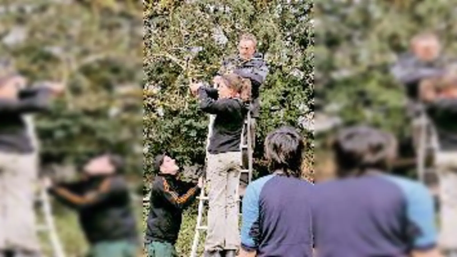 Der technische Leiter des Botanischen Gartens, Rudolf Müller, unterweist Auszubildende in die Praxis des Baumschnitts. 	 (Foto: Privat)
