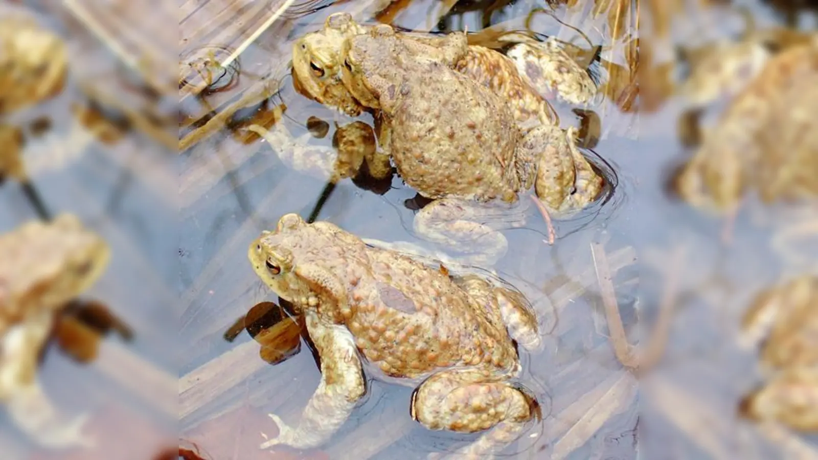 Auch zahlreiche Erdkröten gehörten zu den »Passagieren« der eifrigen Naturschützer.  (Foto: VA)