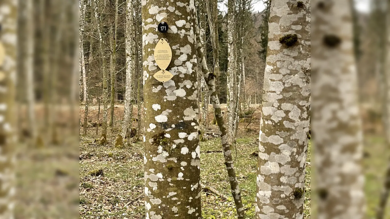 Auch in anderen Gemeinden nimmt die Nachfrage nach einer Bestattung unter Bäumen zu. Mittels einer Plakette bzw. Gedenktafel wird der beerdigten Personen gedacht.  (Foto: hw)