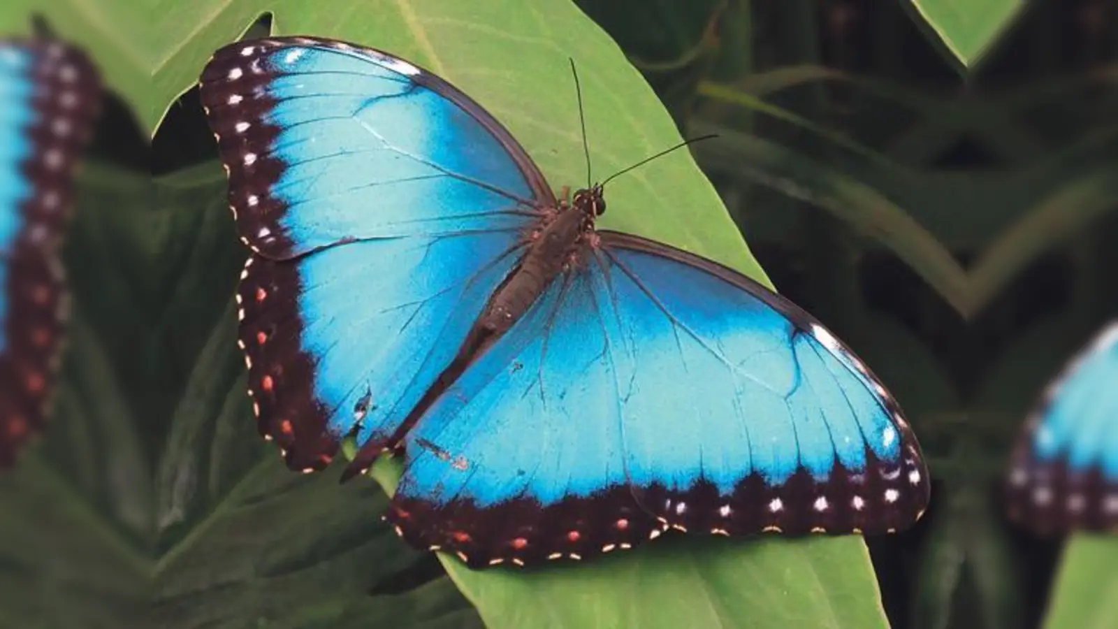 Es kreucht und fleucht im Gewächshaus: Die Stars der Ausstellung imponieren nicht nur den Besuchern durch ihre exotische Schönheit.	 (Foto: VA)