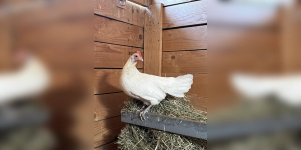 Die schüchterne Zwerghenne Lola würde sich über die Gesellschaft anderer Hühner freuen. (Foto: Tierheim Riem)