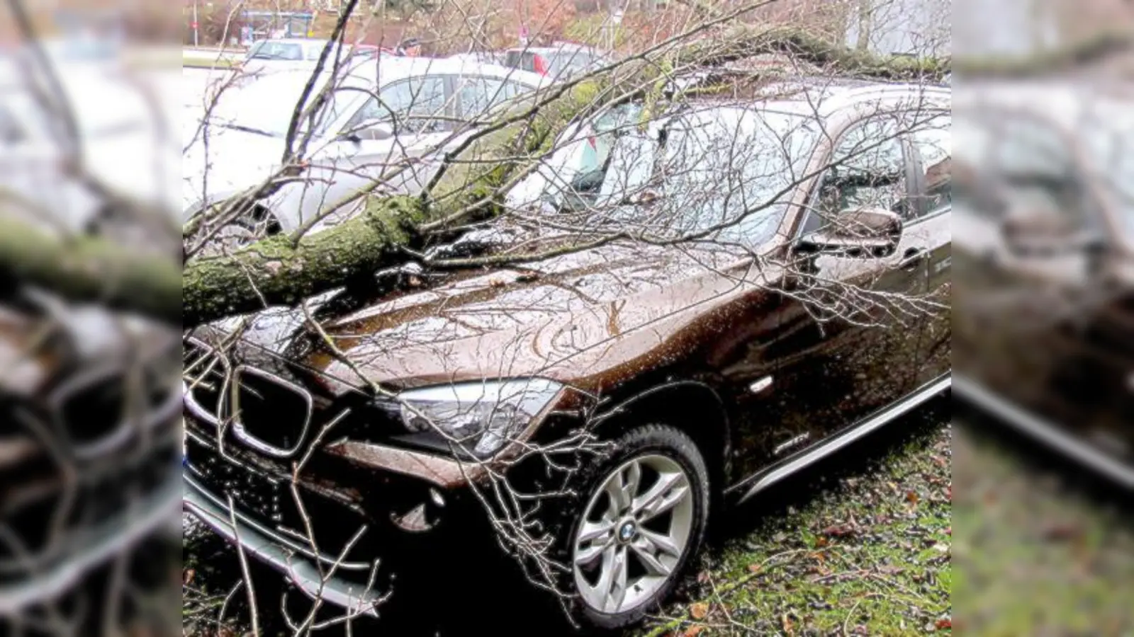Eine morsche Erle fiel auf einen geparkten BMW und beschädigte ihn schwer. 	 (Foto: Polizei)