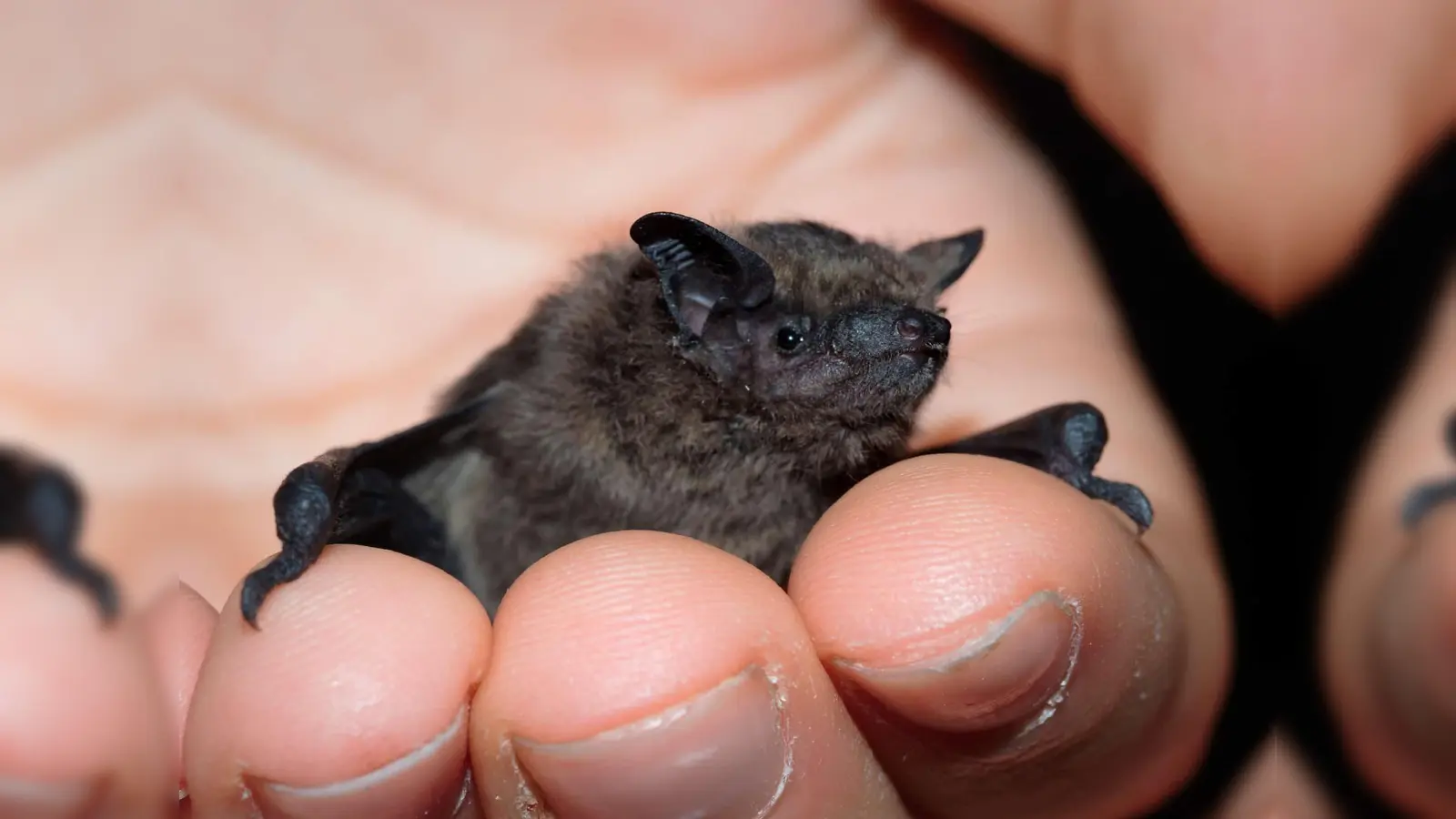 Auf Fledermaus-Pirsch kann man mit dem Bund Naturschutz am 25. Juli gehen.  (Foto: Felix Schubert)