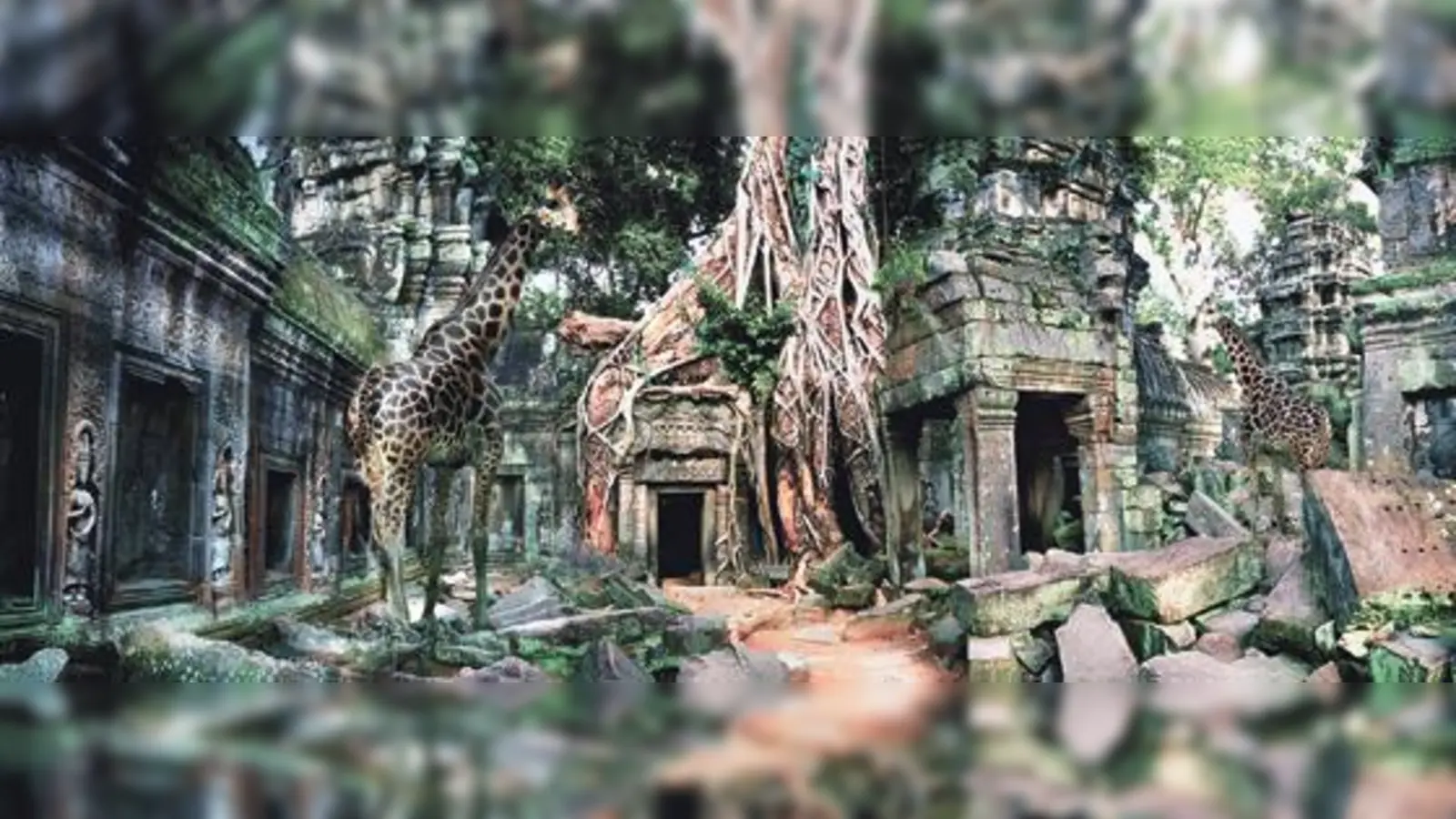 Vom Menschen geschaffen, vom Tier wiederentdeckt: Giraffen erkunden die Wälder Kambodschas.	 (Foto: Stefan Nimmesgern)