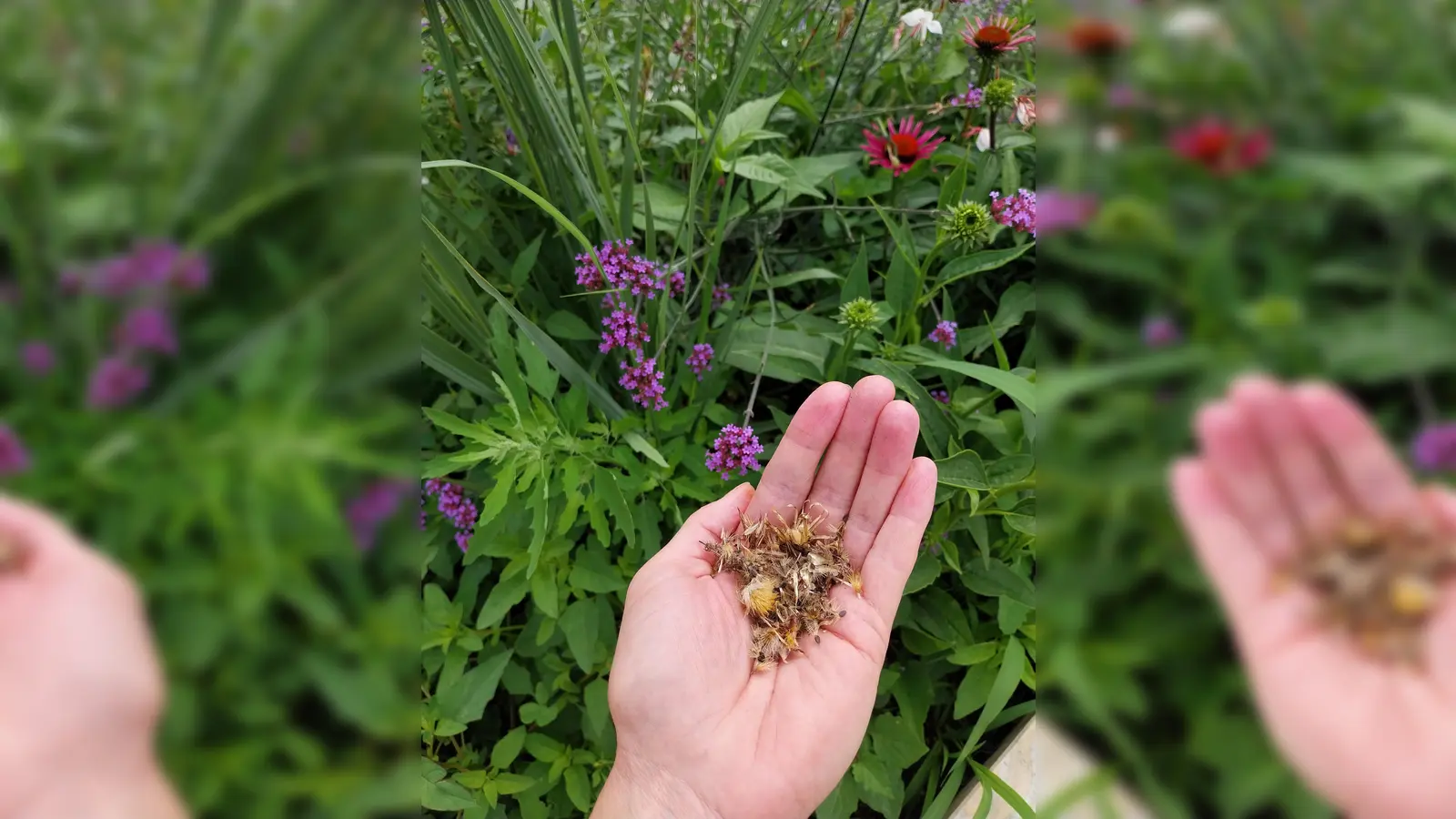 Um die Artenvielfalt zu unterstützen werden am Mittwoch wilde Samen gesammmelt. (Foto: Stadt Ebersberg)